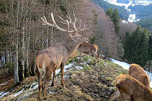 Berggasthaus Steinberg Alm Ruhpolding