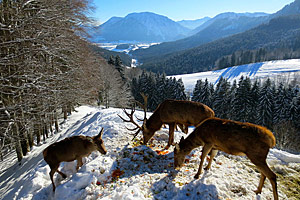 Berggasthaus Steinberg Alm Ruhpolding