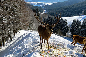 Berggasthaus Steinberg Alm Ruhpolding